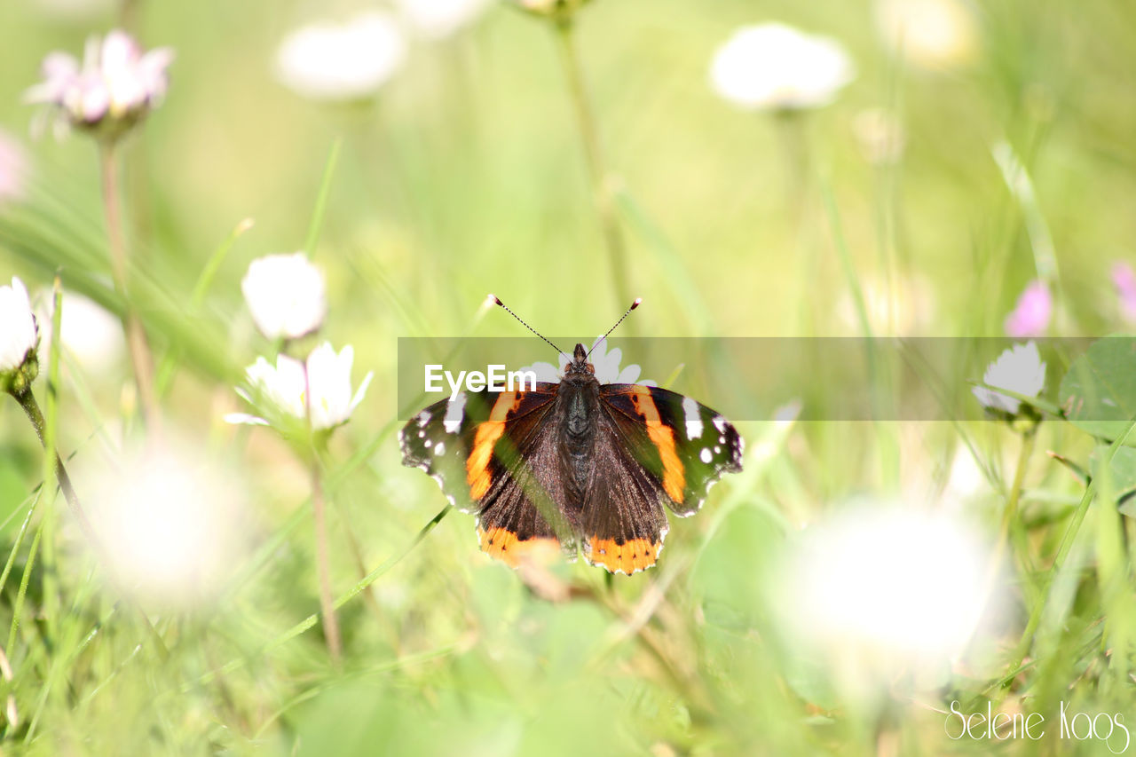 BUTTERFLY ON FLOWER