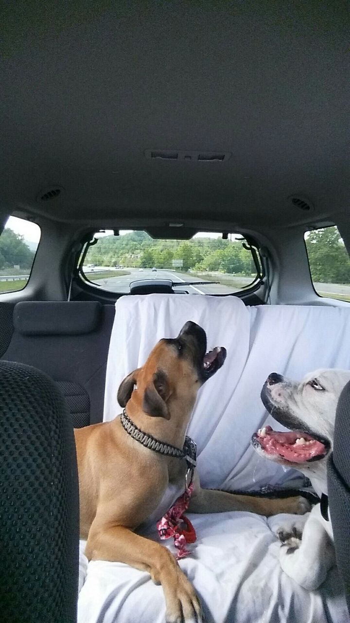 DOG SITTING ON CAR