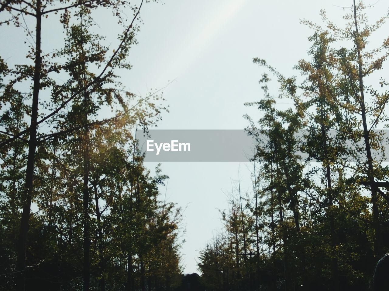 Low angle view of trees against sky