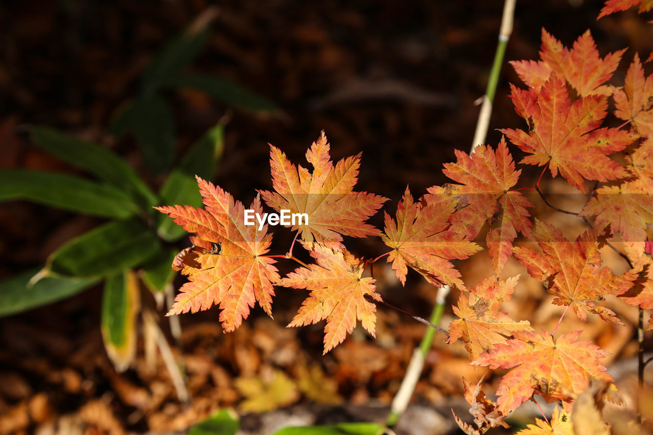 CLOSE-UP OF ORANGE LEAVES ON PLANT