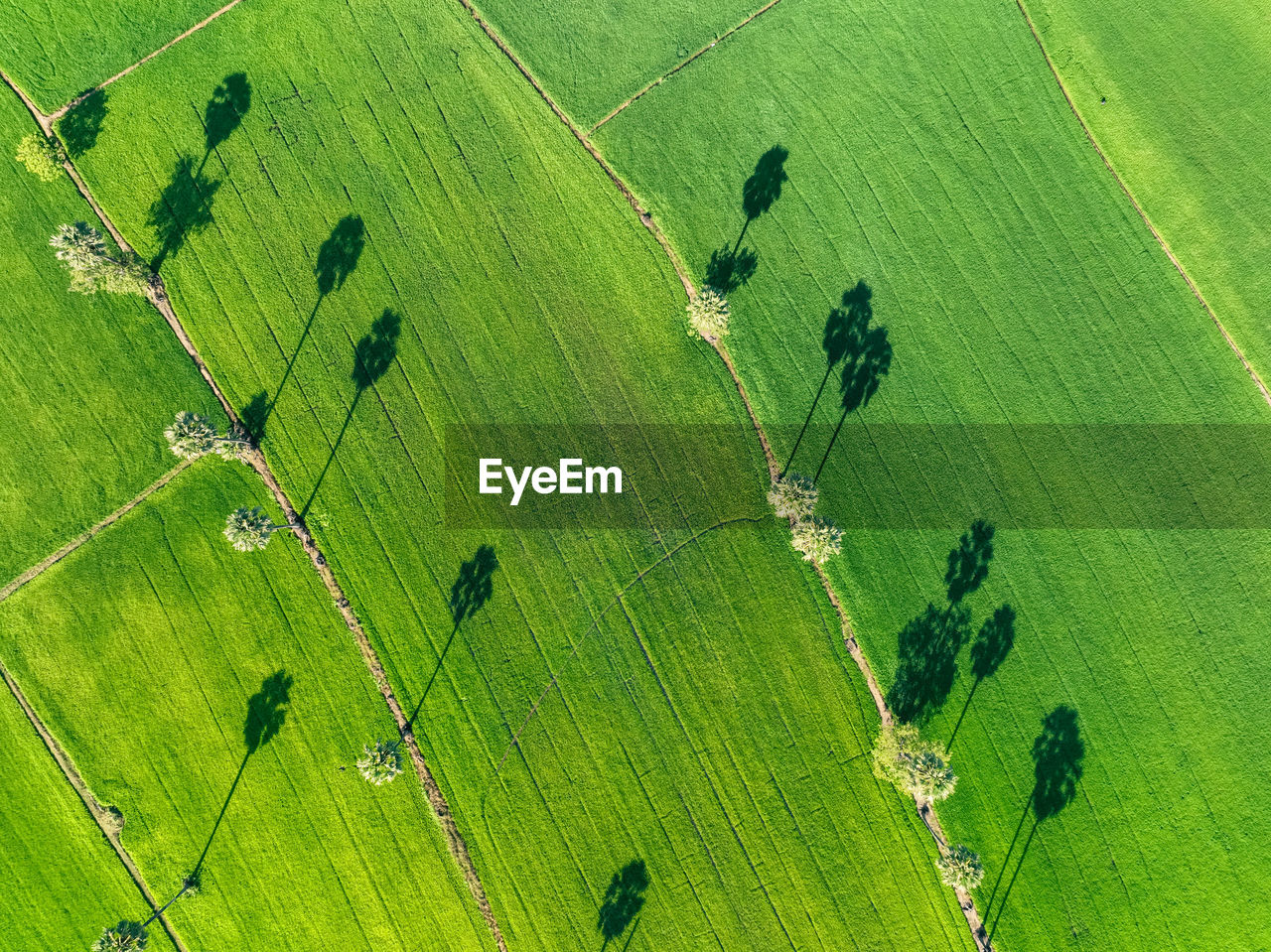 Aerial view of green rice field with trees in thailand. above view of agricultural field. rice plant