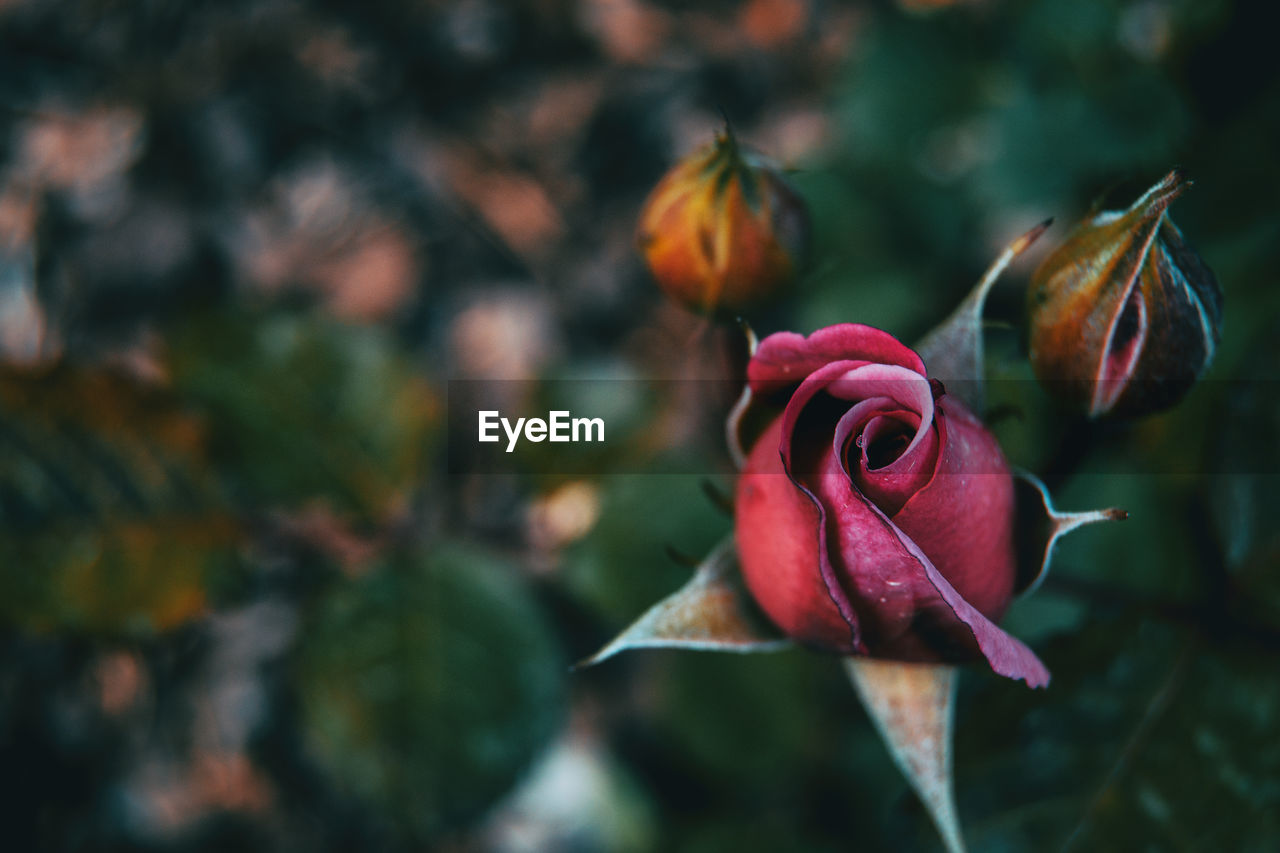 Close-up of wilted rose