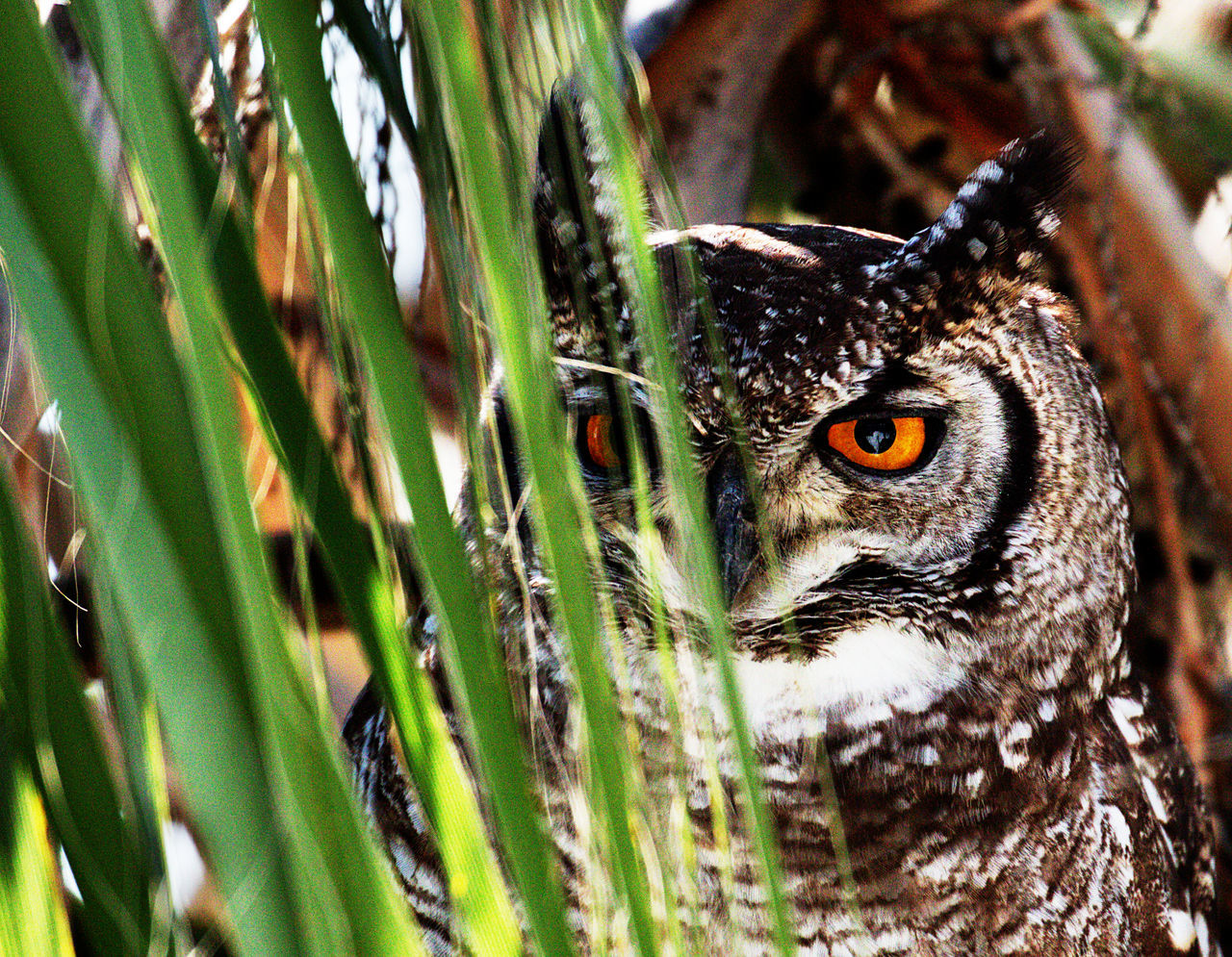 Close-up of owl