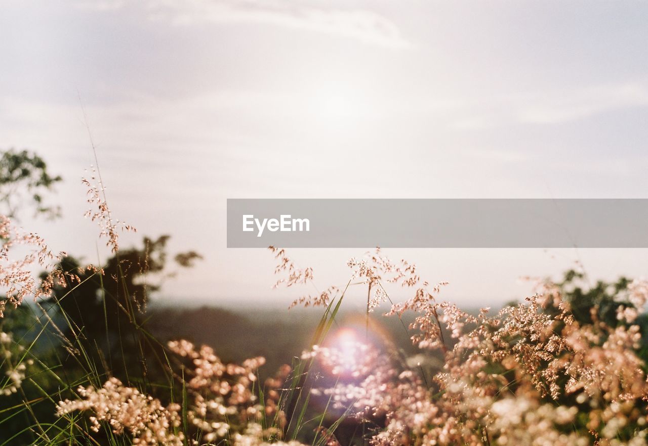 Close-up of flowering plants on field against sky