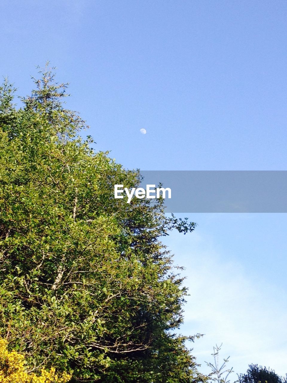 LOW ANGLE VIEW OF TREES AGAINST CLEAR BLUE SKY