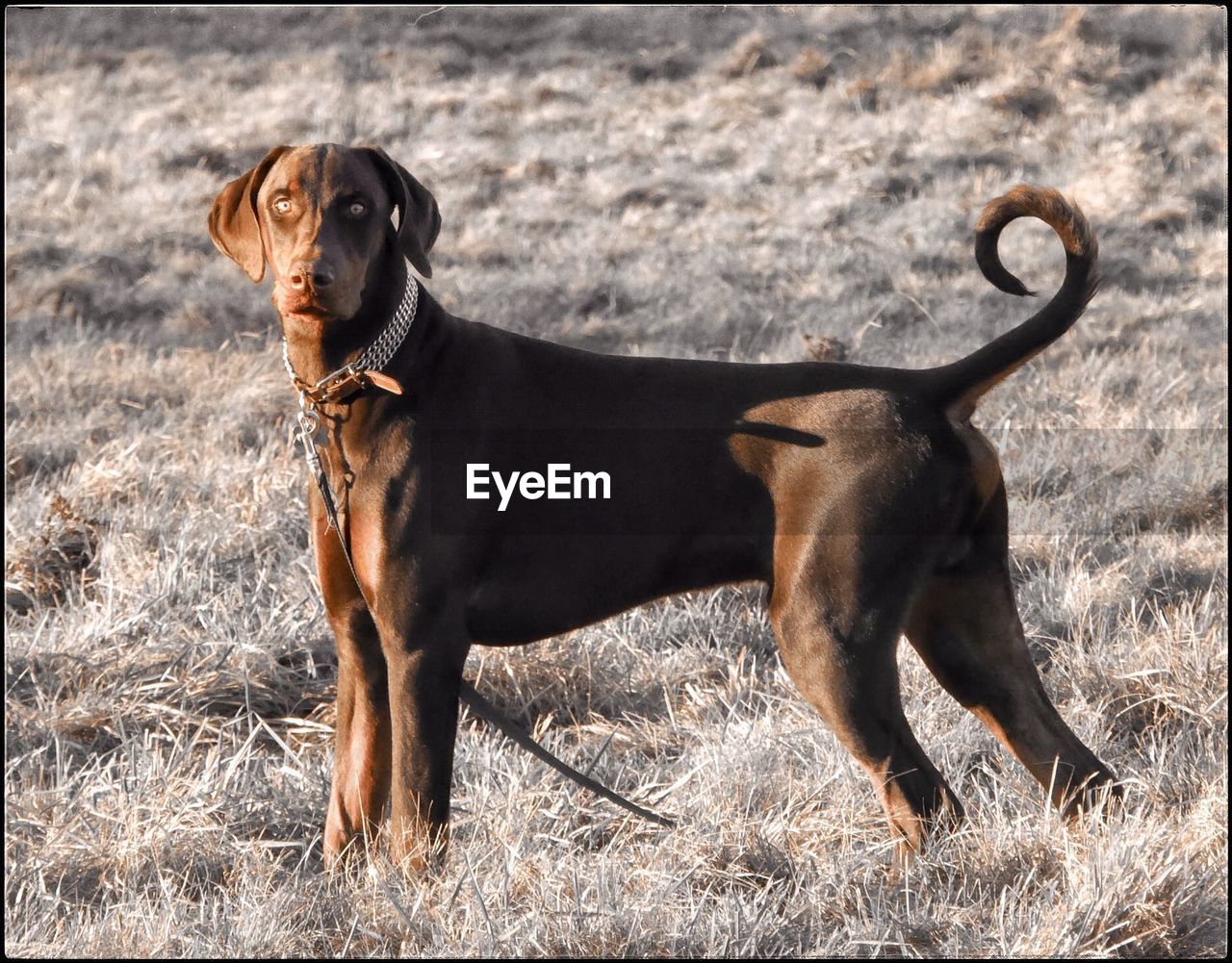 DOG STANDING ON GRASSY FIELD