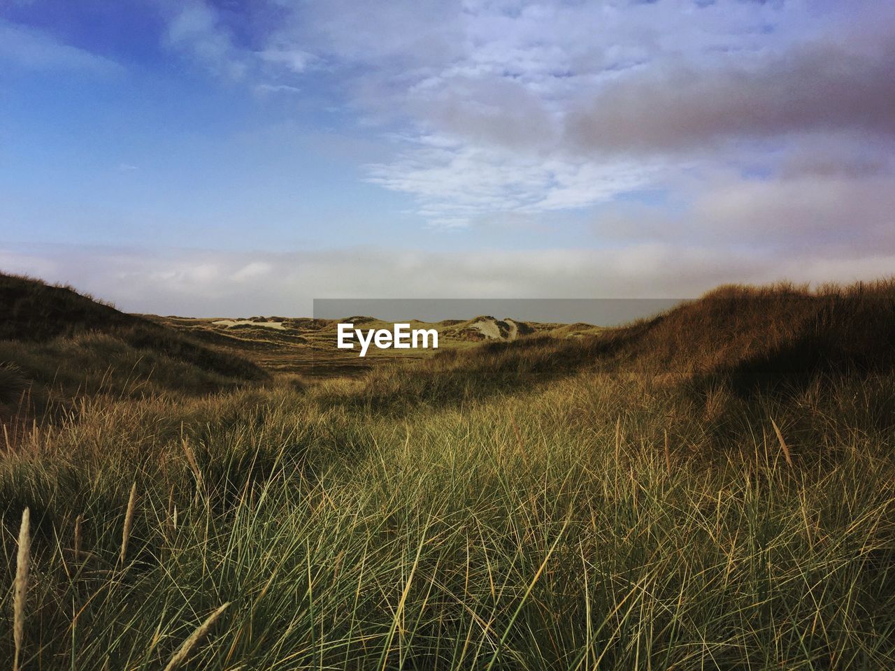 Grassy landscape against sky