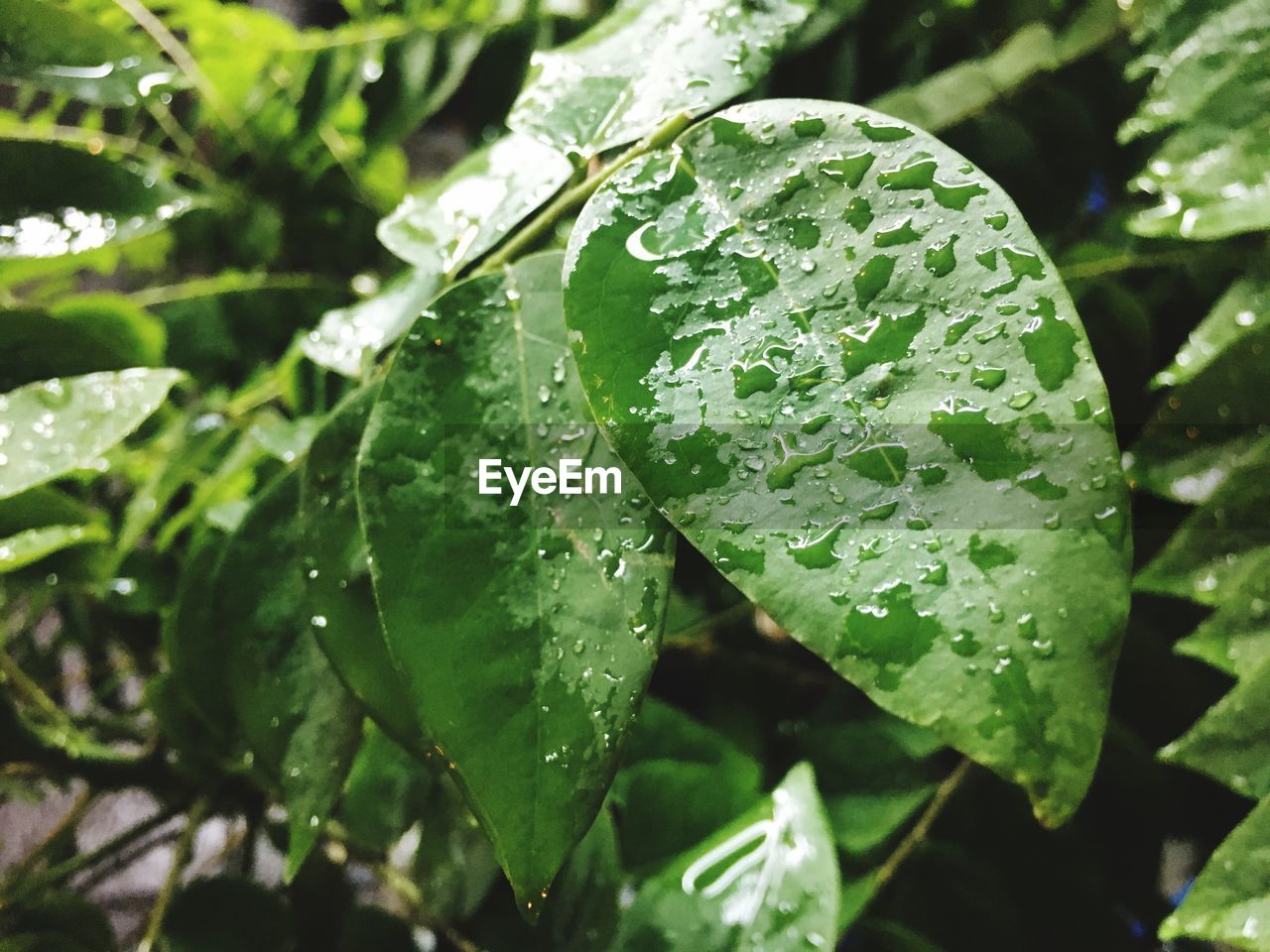 CLOSE-UP OF RAINDROPS ON PLANT