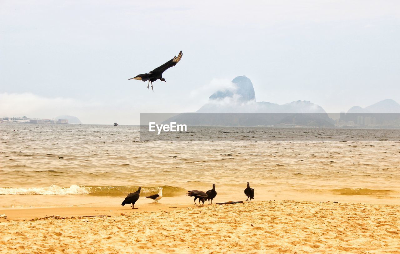 SEAGULLS FLYING OVER SEA AGAINST SKY