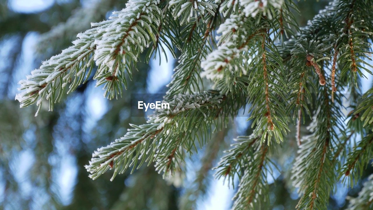 tree, plant, branch, coniferous tree, pine tree, nature, spruce, pinaceae, growth, fir, twig, beauty in nature, no people, low angle view, needle - plant part, christmas tree, leaf, green, day, focus on foreground, close-up, outdoors, evergreen, tranquility, plant part, winter, cold temperature, palm tree, pine
