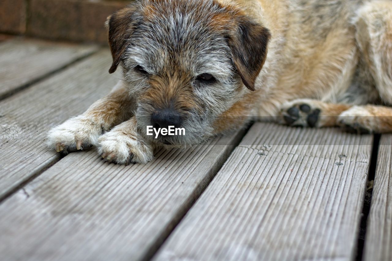 Portrait of dog lying down on floor