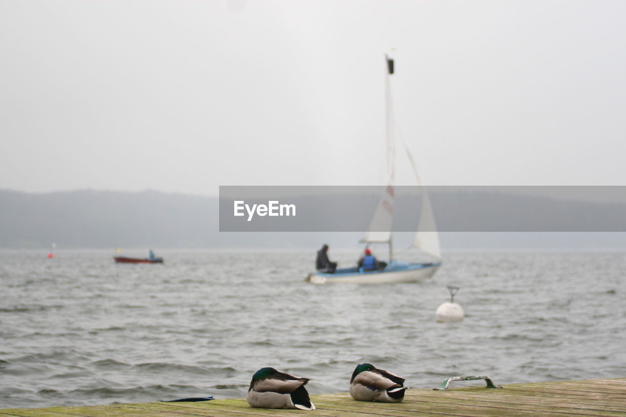 Ducks on pier by sea against sky