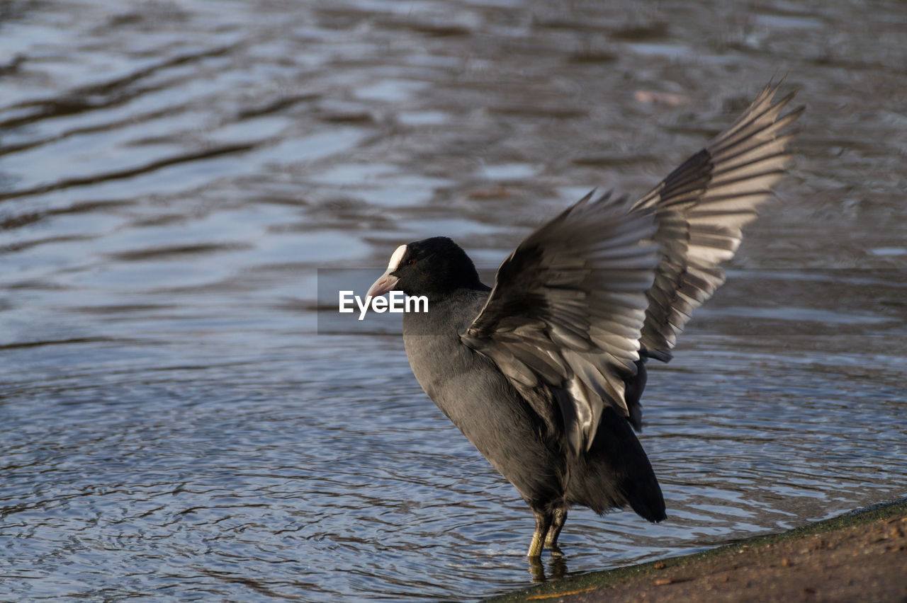 Close-up of coot flapping wings on lakeshore