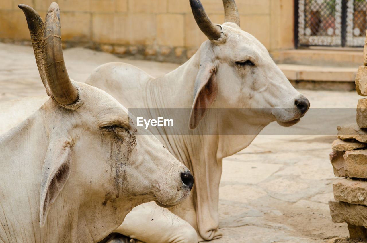 Close-up of cows sitting on footpath