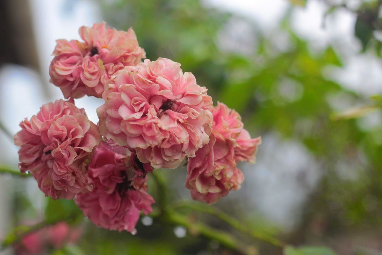 CLOSE-UP OF PINK FLOWER