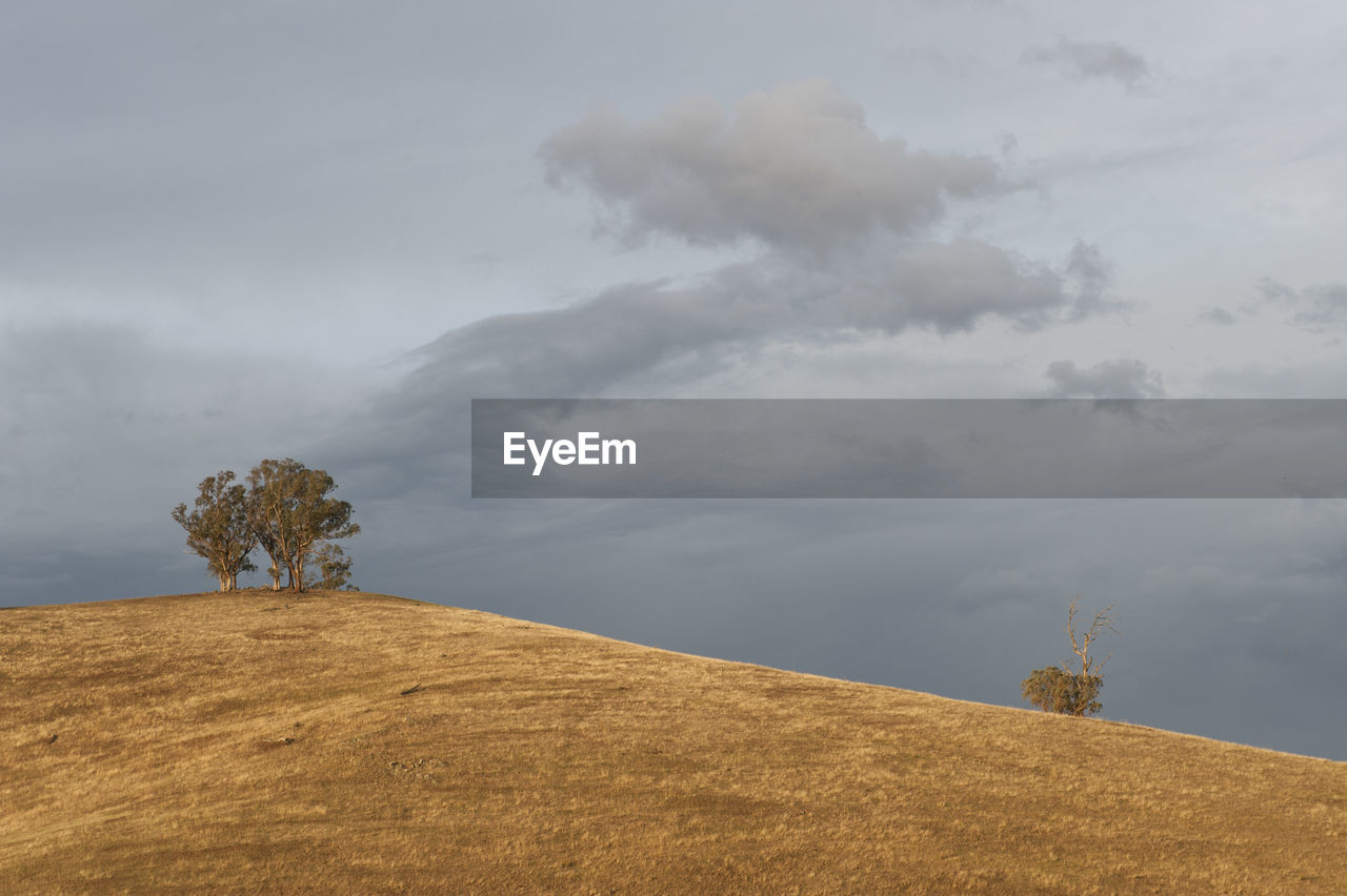 Trees growing on hill against sky