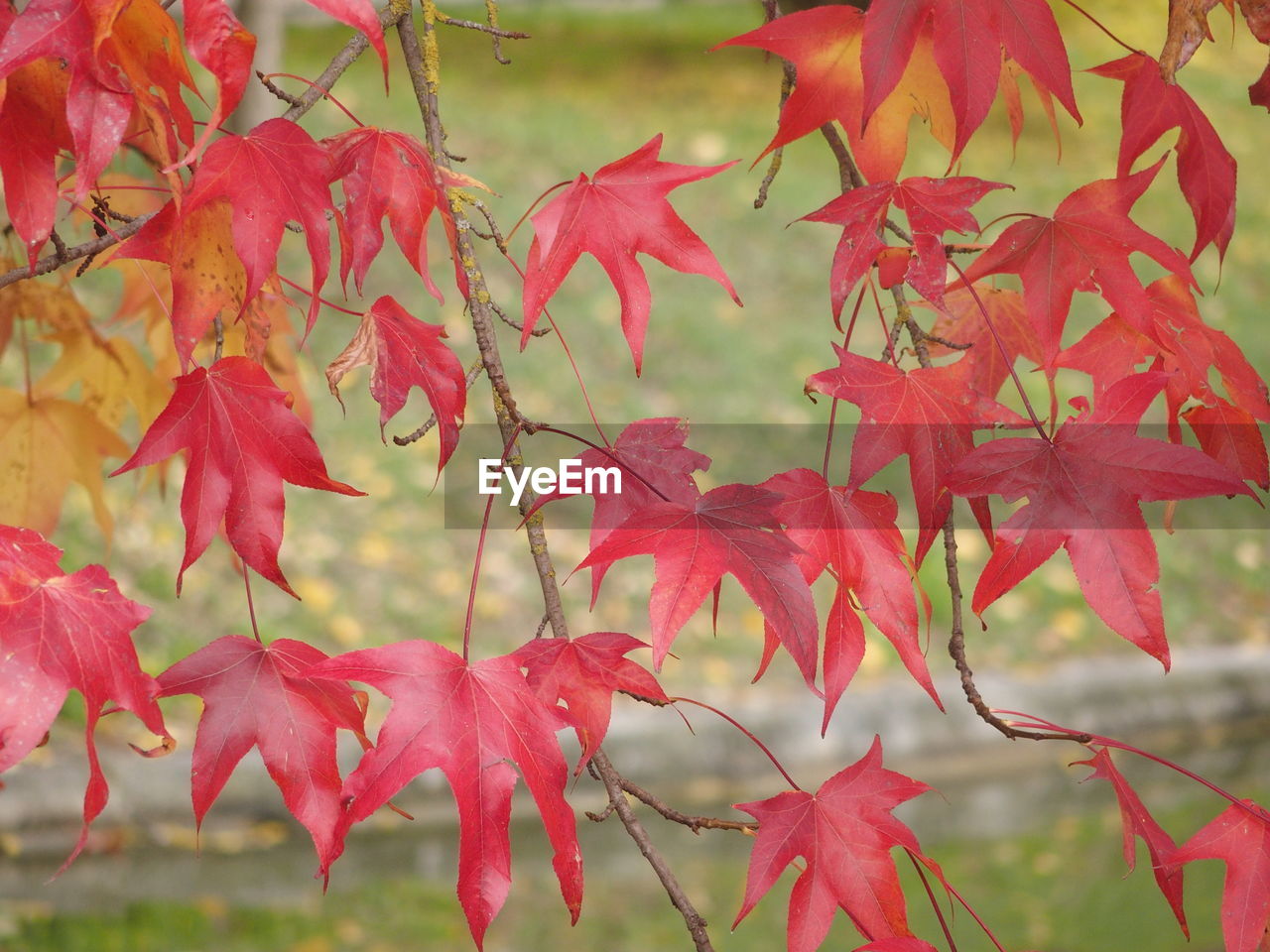 CLOSE-UP OF MAPLE LEAVES ON PLANT
