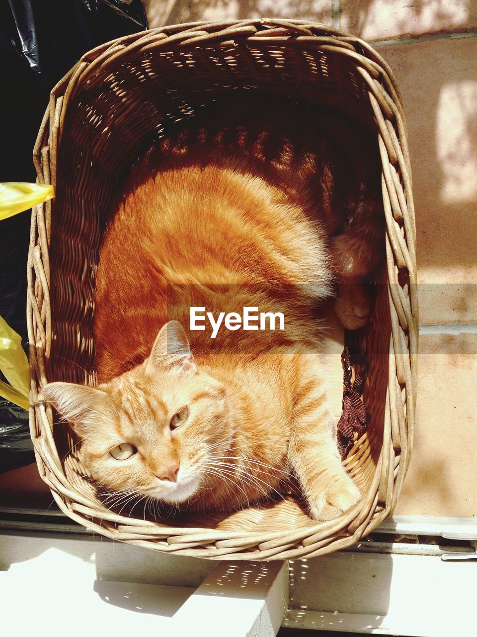 Directly above view of ginger cat sitting in wicker basket