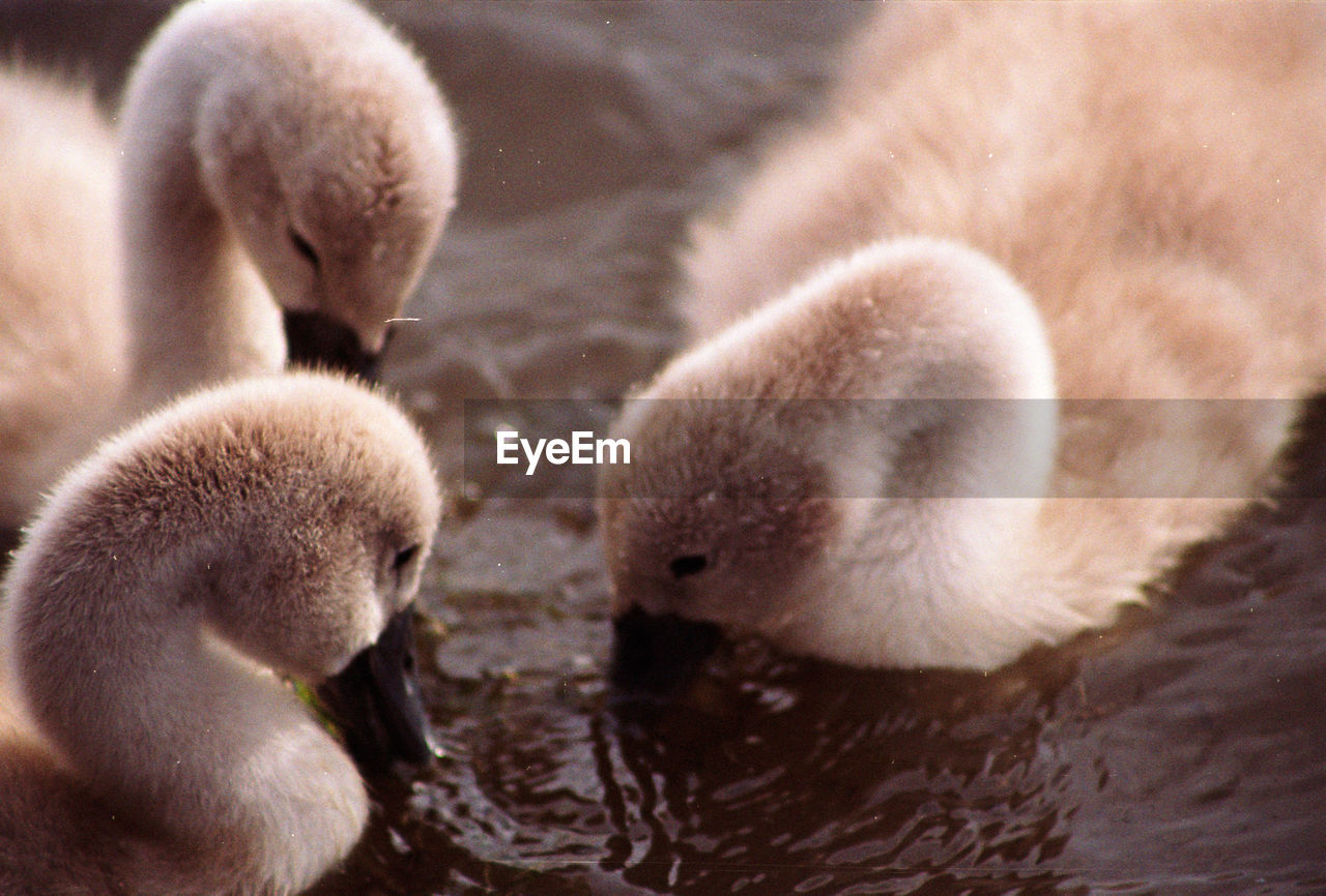 Close-up of a cygnets in water