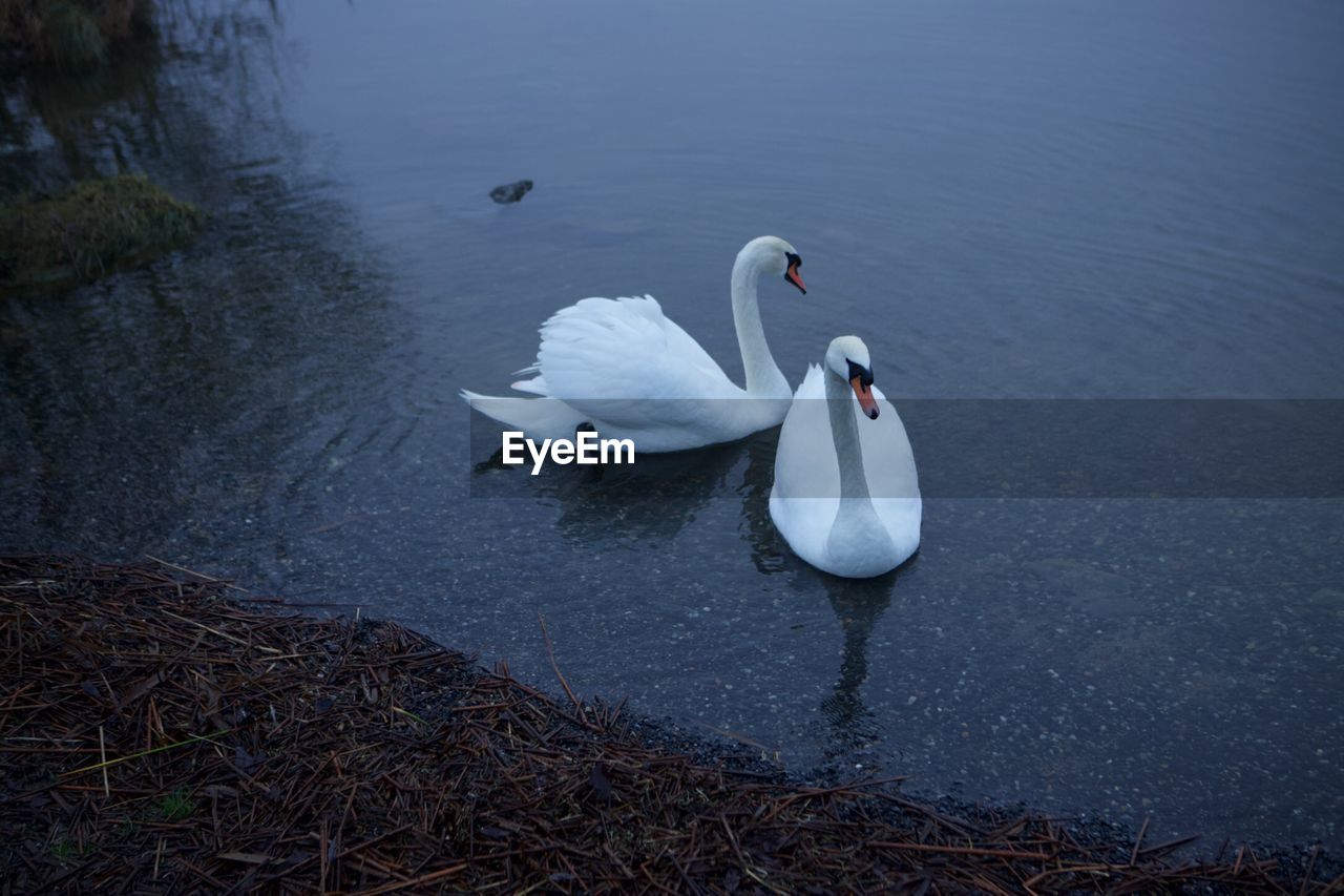 HIGH ANGLE VIEW OF SWAN SWIMMING ON LAKE