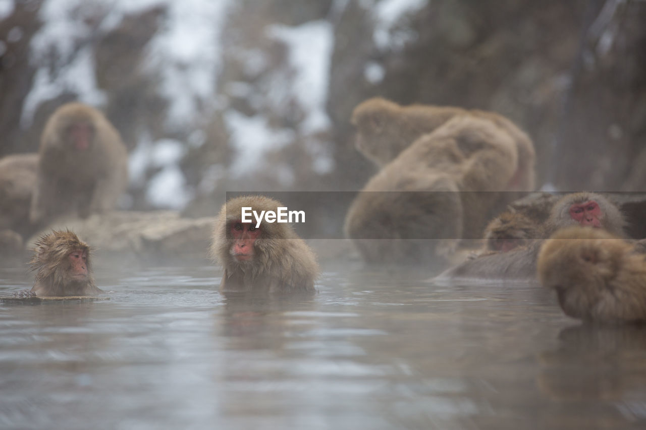 Japanese macaques relaxing in hot spring 