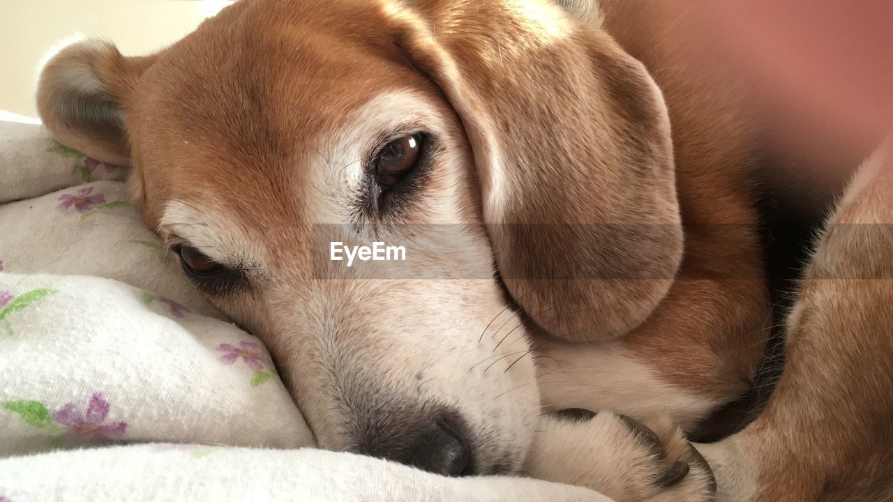 CLOSE-UP OF A DOG SLEEPING