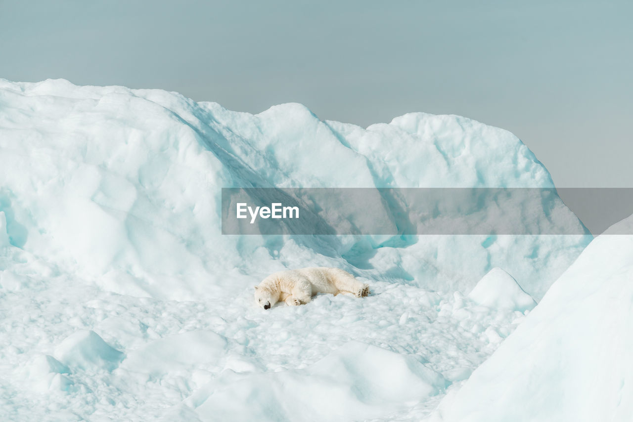 Polar bear resting on an iceberg in the arctic wild