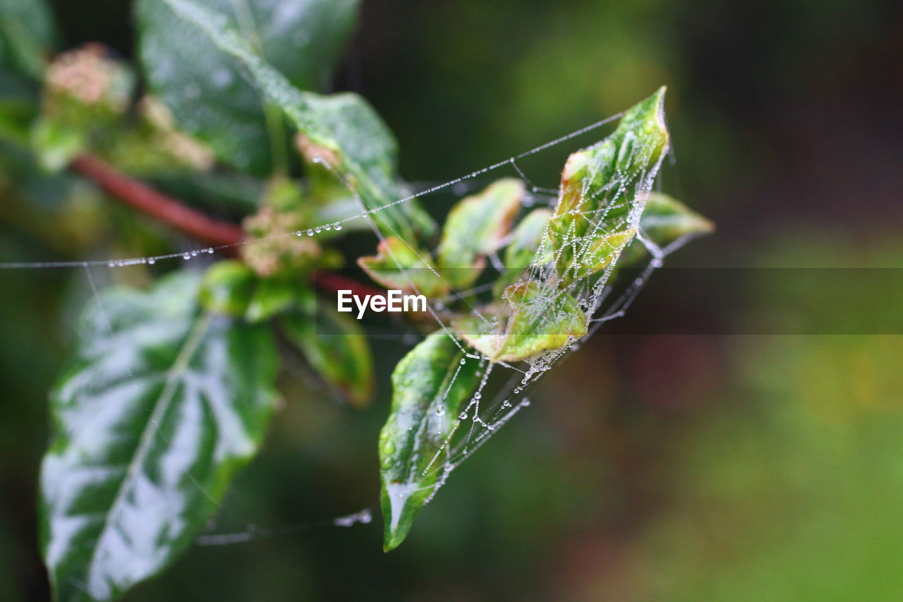 Close-up of spider web on green leaves