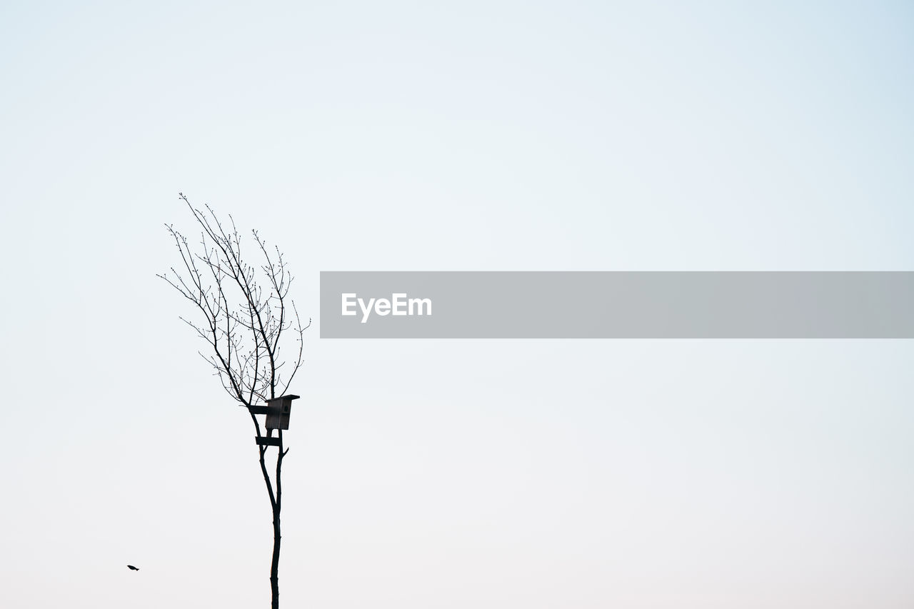 trees against clear sky