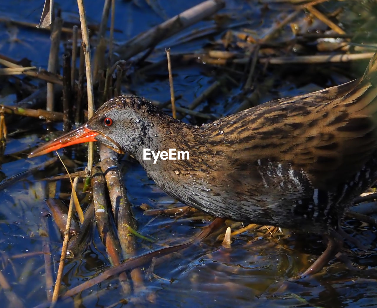 CLOSE-UP OF A BIRD