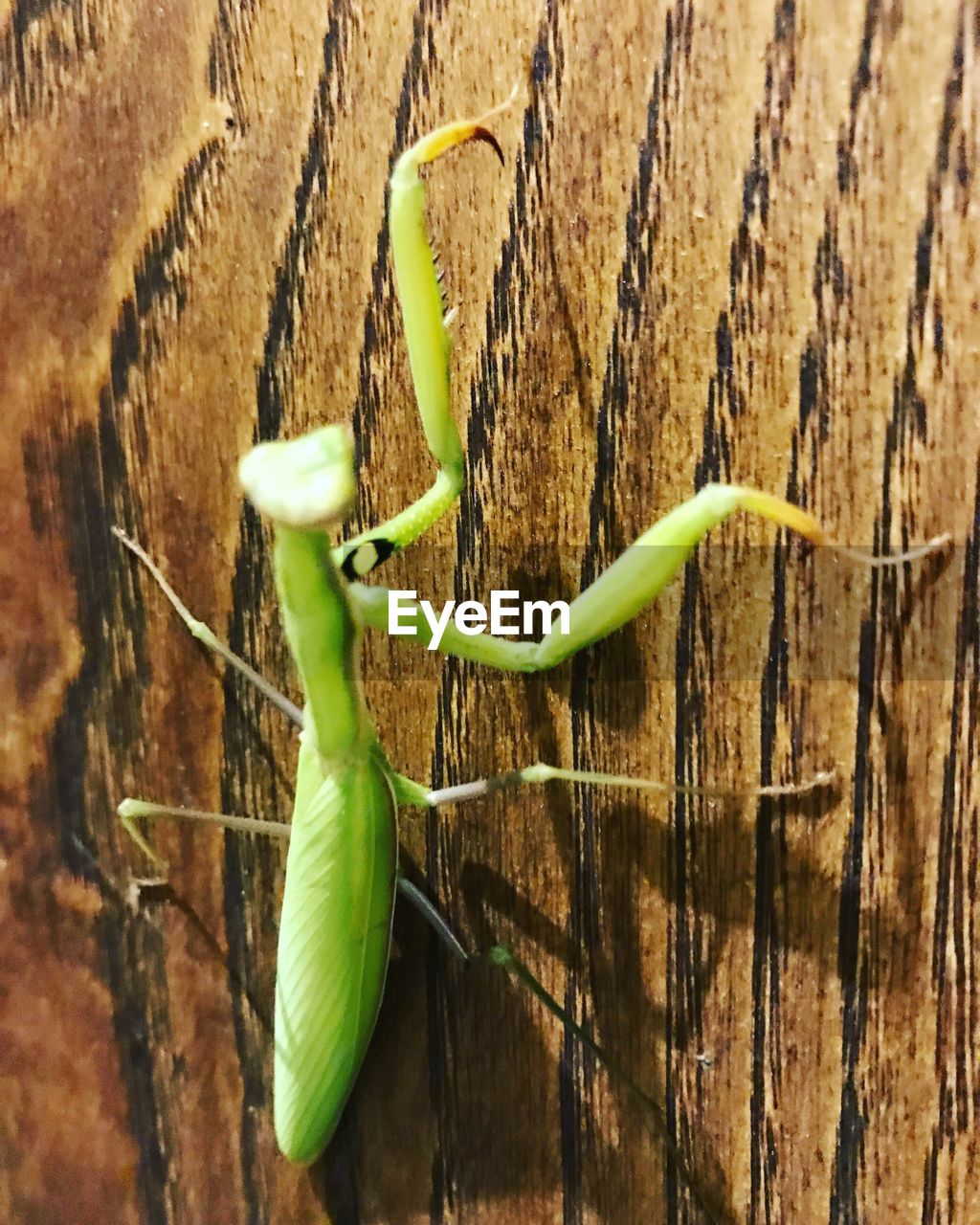 CLOSE-UP OF GREEN INSECT ON WOOD