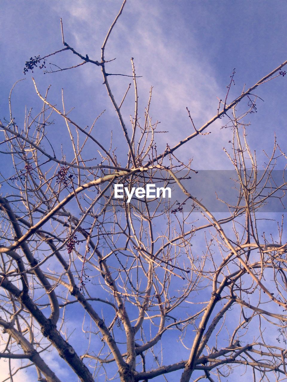 CLOSE-UP OF BARE TREE AGAINST SKY