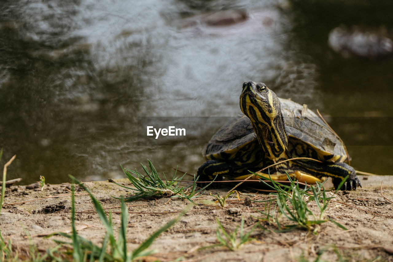 Turtle at lakeshore