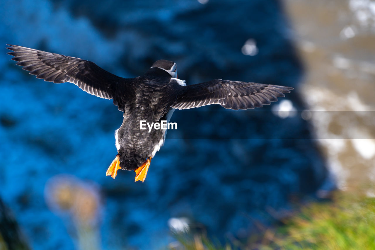 bird, animal, flying, animal themes, animal wildlife, wildlife, spread wings, one animal, bird of prey, beak, mid-air, animal body part, nature, motion, animal wing, eagle, no people, outdoors, bald eagle, wing, water, day