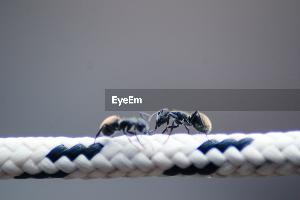 CLOSE-UP OF INSECT ON METAL