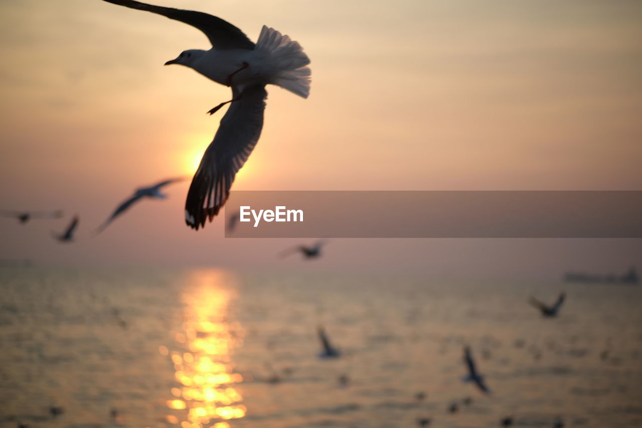 SEAGULLS FLYING OVER SEA AGAINST SKY