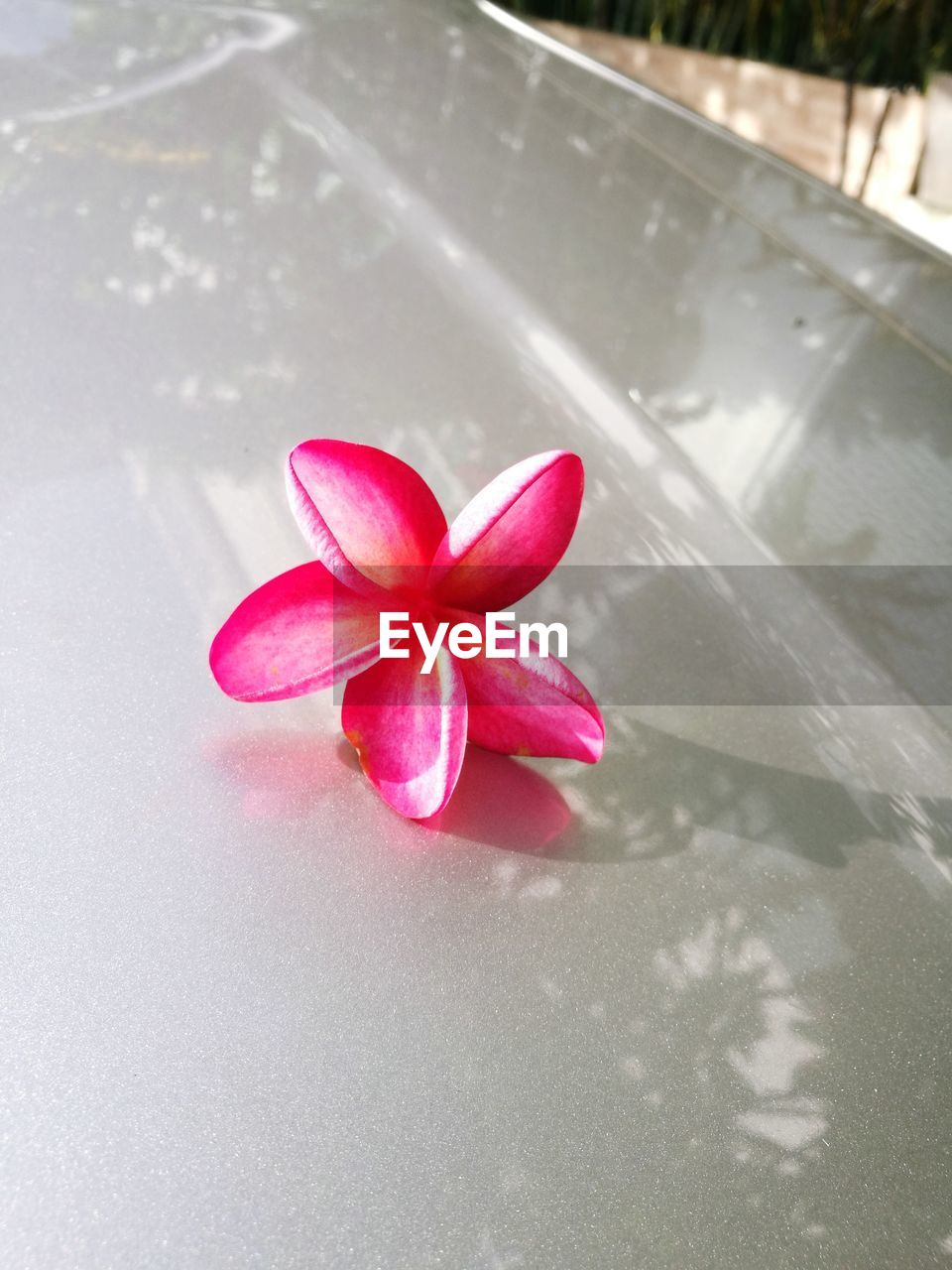HIGH ANGLE VIEW OF PINK FLOWER
