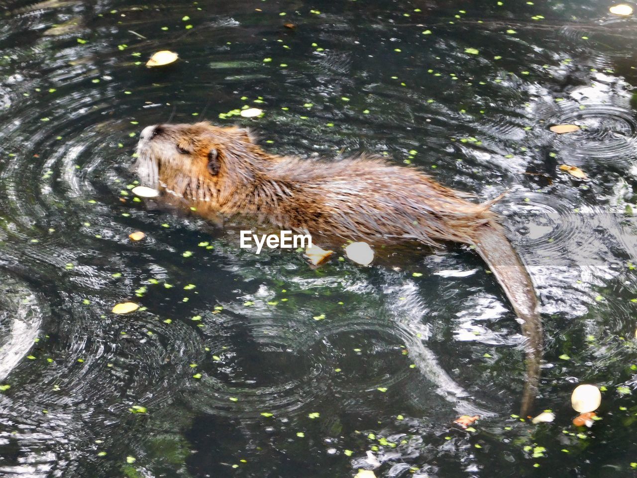 HIGH ANGLE VIEW OF SHEEP IN WATER