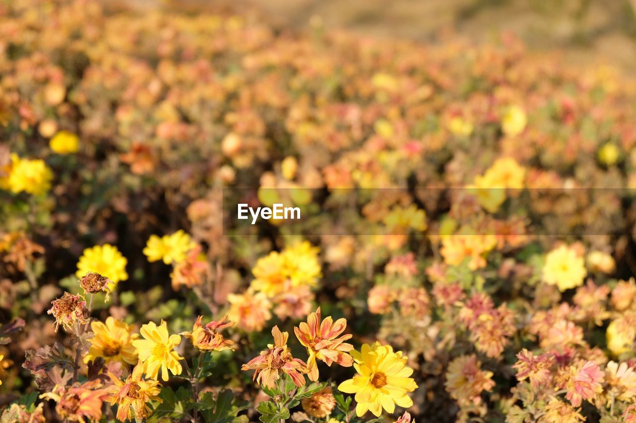 Close-up of yellow flowers blooming on field