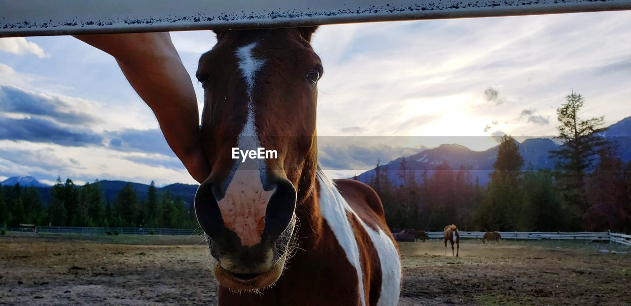 Horse standing in ranch