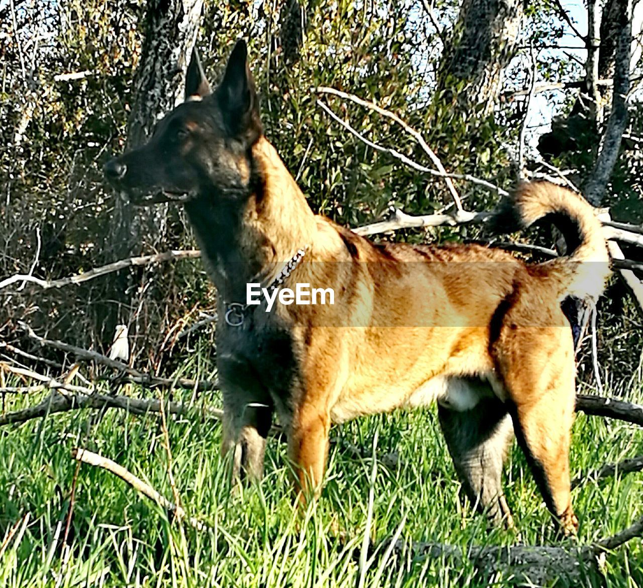 DOG AND GRASS