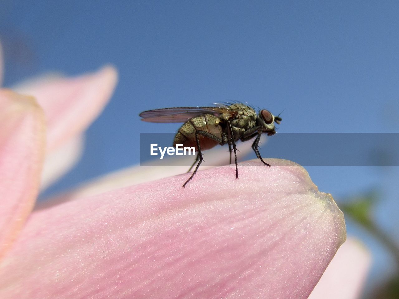 CLOSE-UP OF HOUSEFLY ON PINK FLOWER
