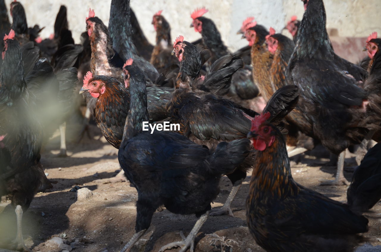Flock of chickens, free range poultry