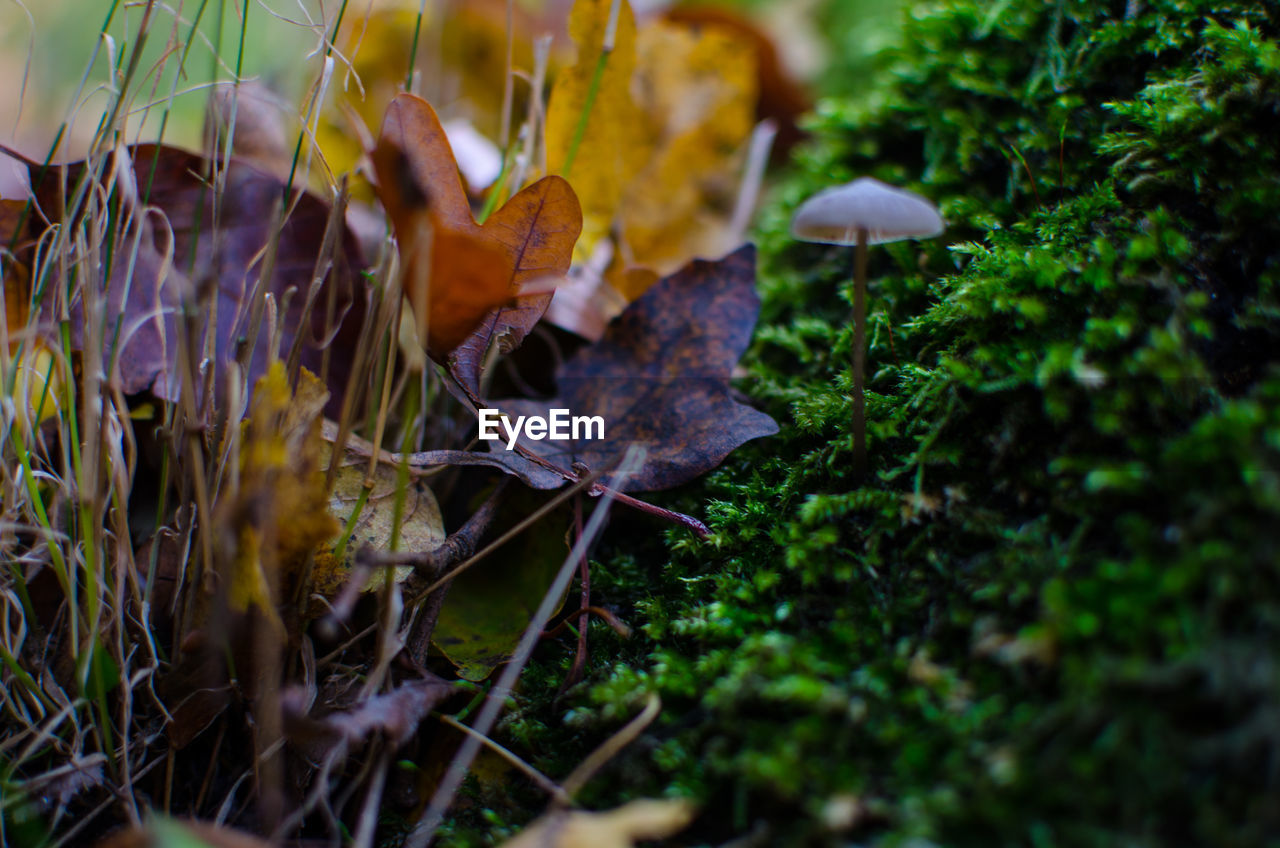 CLOSE UP OF GRASS AND LEAVES