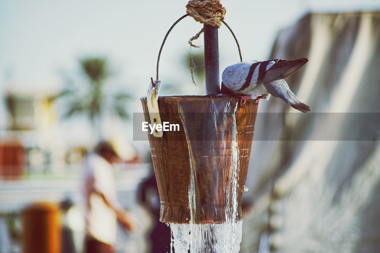 Pigeon drinking water from pouring bucket