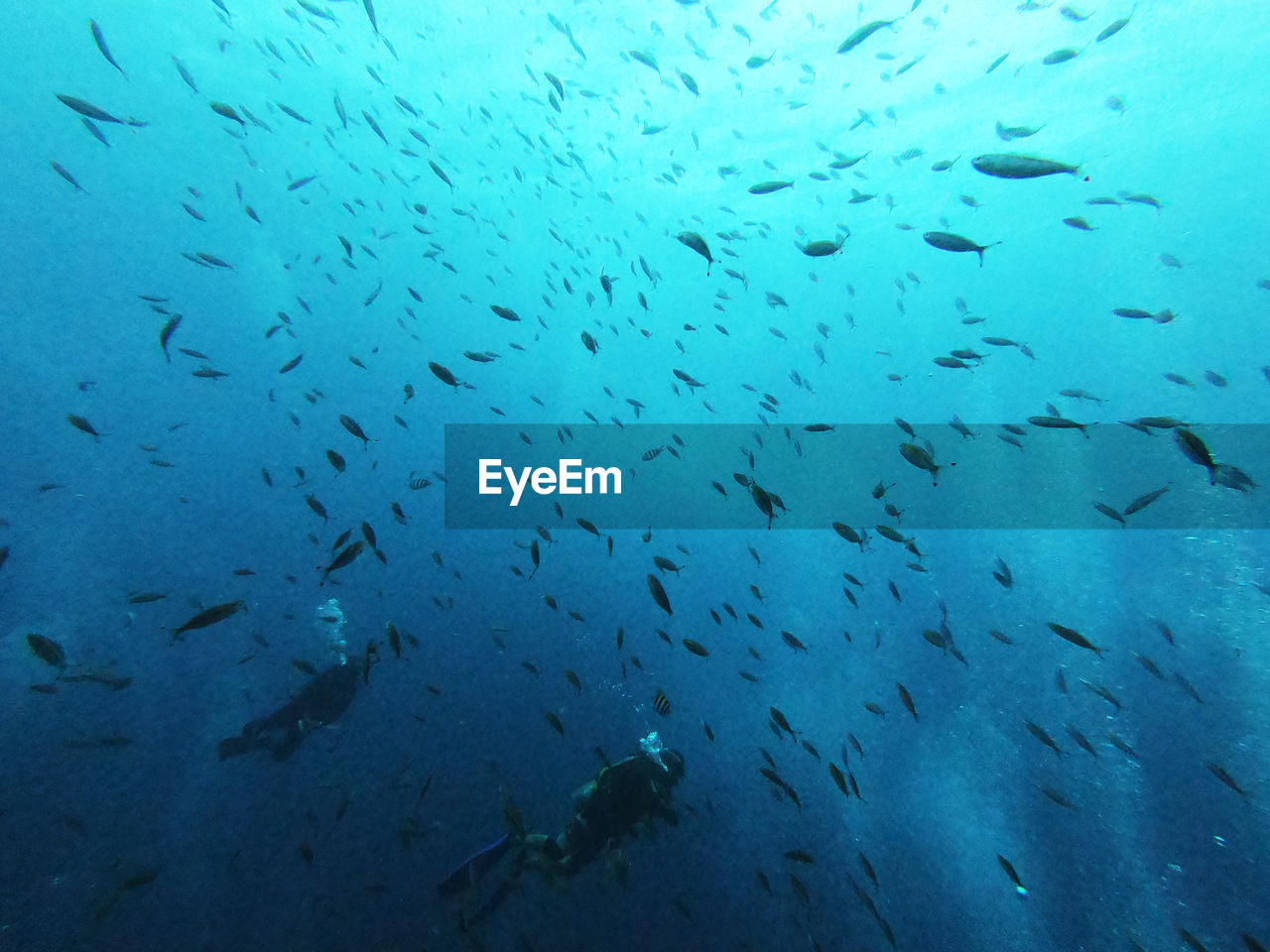 Flock of fish swimming in sea