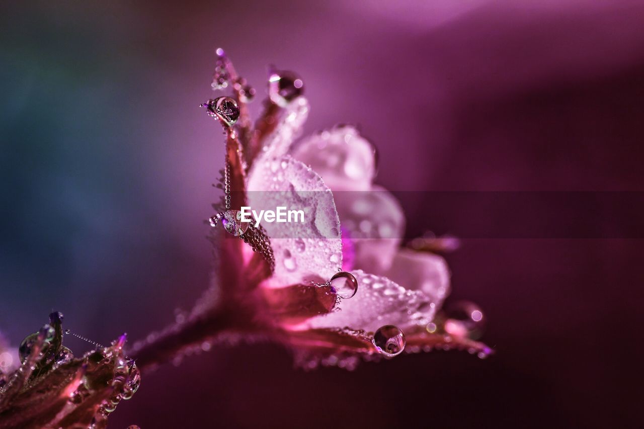 Close-up of raindrops on pink flower