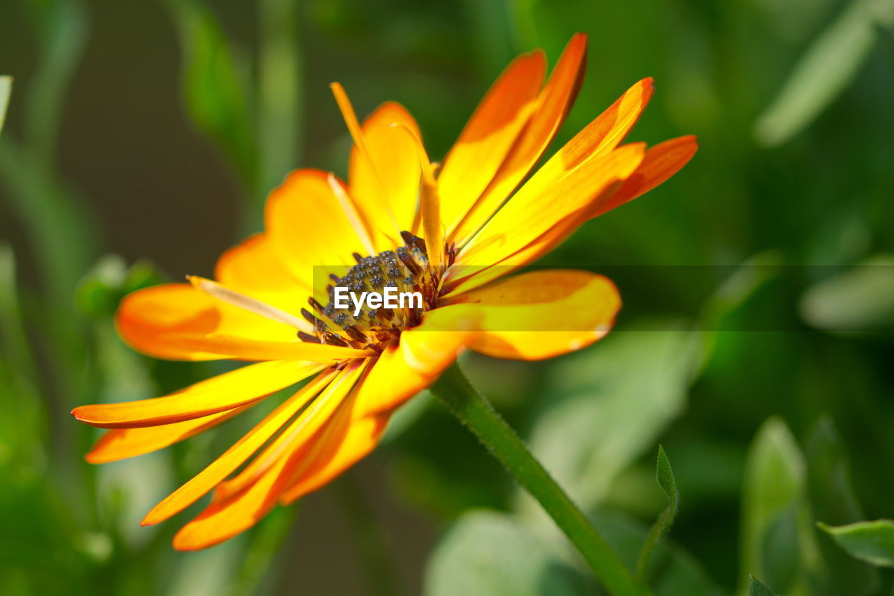 Close-up of orange flower