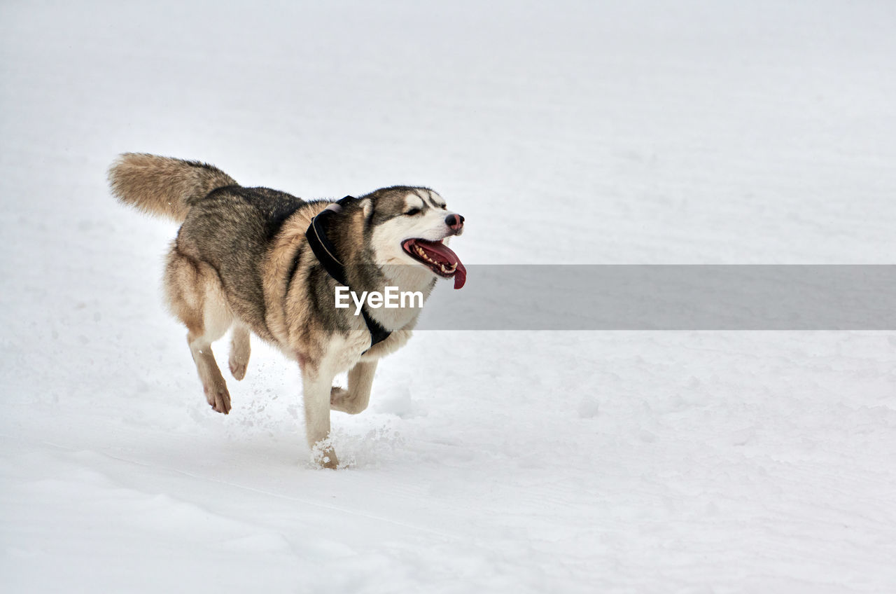 VIEW OF DOG ON SNOW