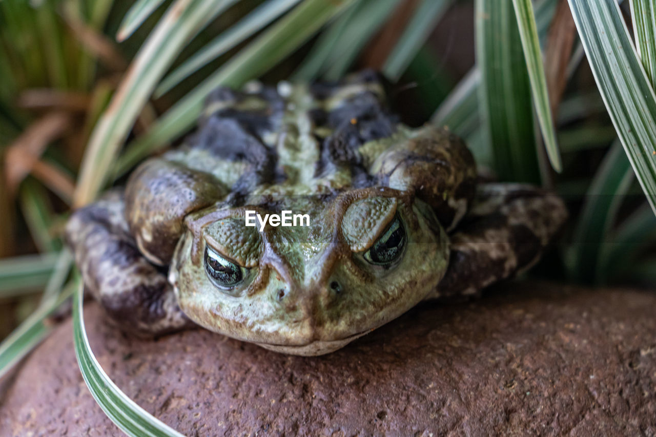 close-up of frog on plant